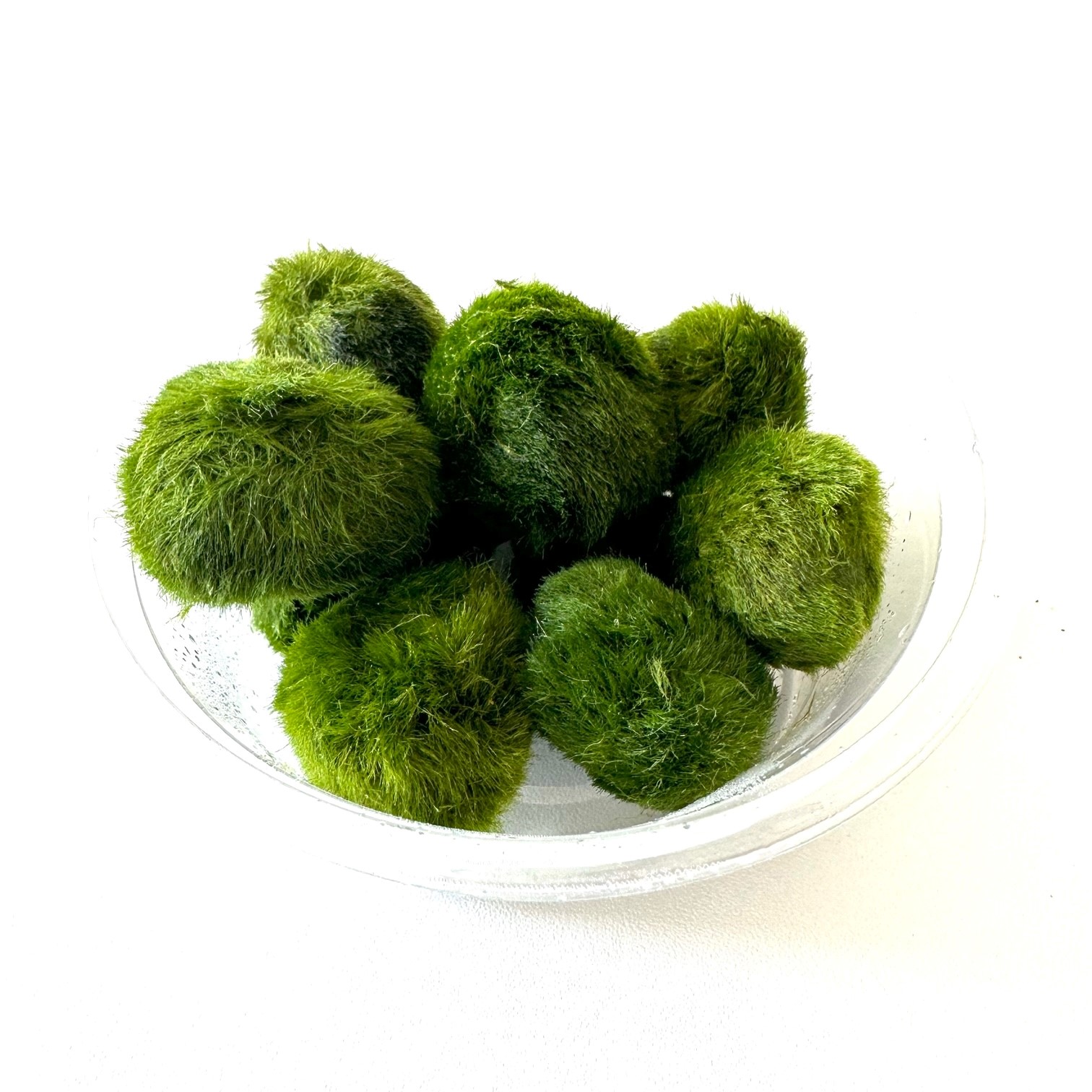 Chladoflora mosbol 2-3 cm 25 stuks !!